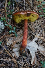 Aureoboletus projectellus