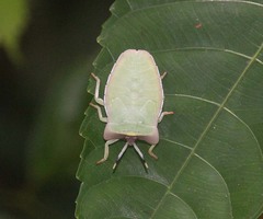 Tessaratomidae
