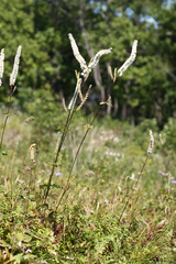 Actaea simplex