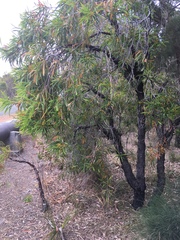 Persoonia longifolia