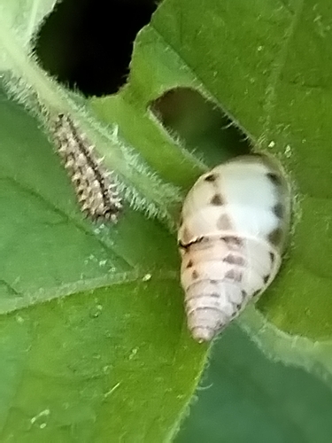 Mesembrinus ziegleri