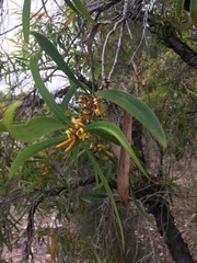 Persoonia longifolia