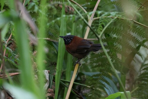 Sooty-headed Wren (Pheugopedius spadix), photo 6