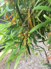 Persoonia longifolia