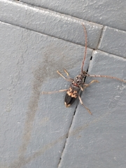 Phoracantha semipunctata