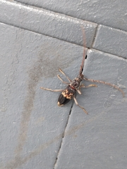 Phoracantha semipunctata