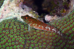 Malacoctenus triangulatus