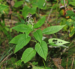 Circaea canadensis quadrisulcata