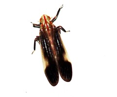 Catullioides rubrolineata