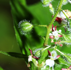 Circaea canadensis quadrisulcata