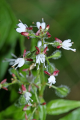 Circaea canadensis quadrisulcata
