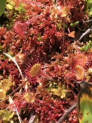 Drosera rotundifolia image