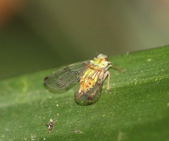 Paricanini
