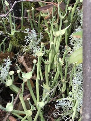 Cladonia maxima image