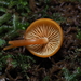 Omphalina - Photo (c) Dan, fungi Photograph, algunos derechos reservados (CC BY-NC), subido por Dan, fungi Photograph