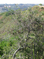 Quercus dumosa