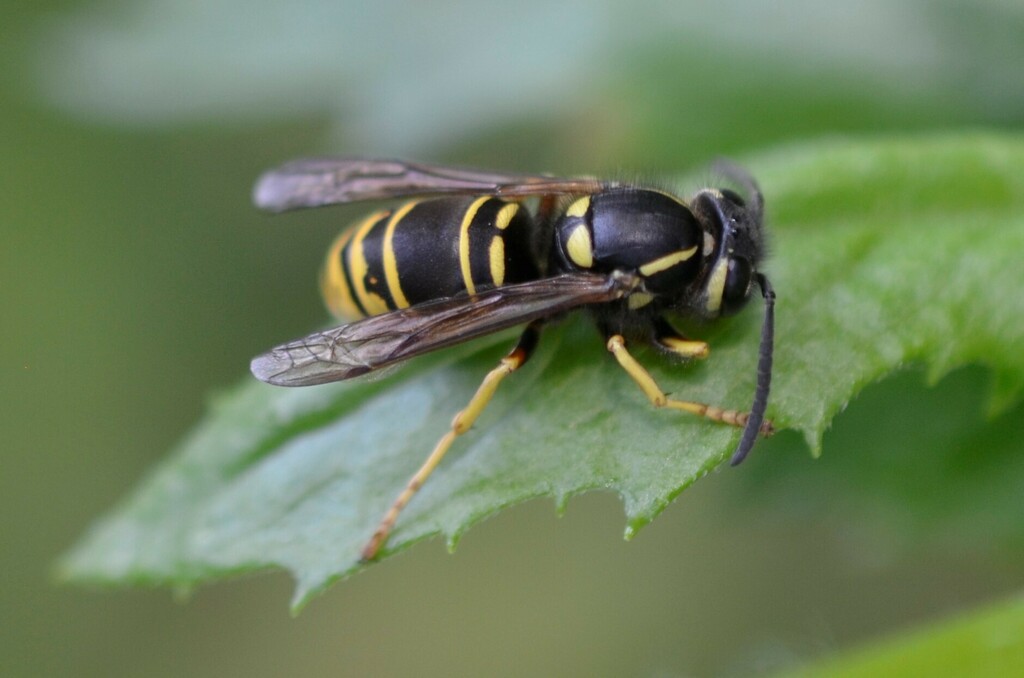 Widow Yellowjacket from Barbara Terr on August 23, 2023 at 06:48 PM by ...