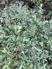 Vaccinium angustifolium image