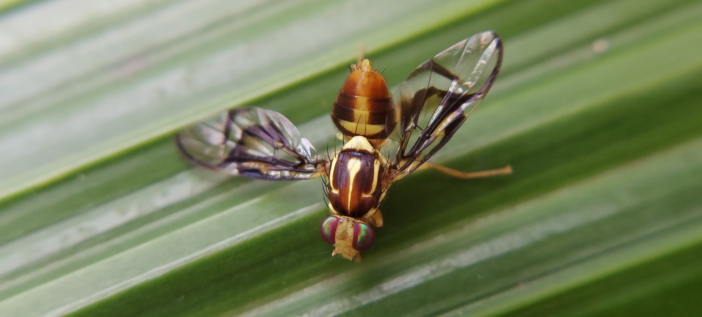 Anastrepha serpentina from Cra. 2a Oe., Terron Colorado, Cali, Valle ...