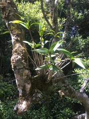 Dendrobium gracilicaule