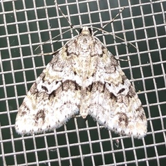 Cladara limitaria
