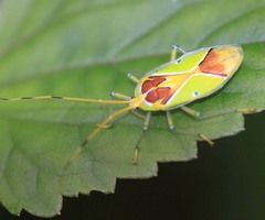 Urolabida pulchra