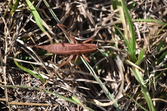 Belocephalus