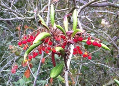 Comarostaphylis diversifolia diversifolia