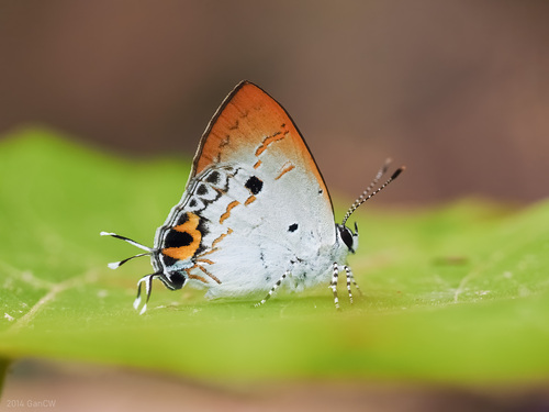 Chliaria othona (Hewitson, 1865)