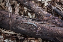 Cryptoblepharus buchananii