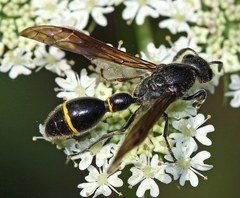 Discoelius
