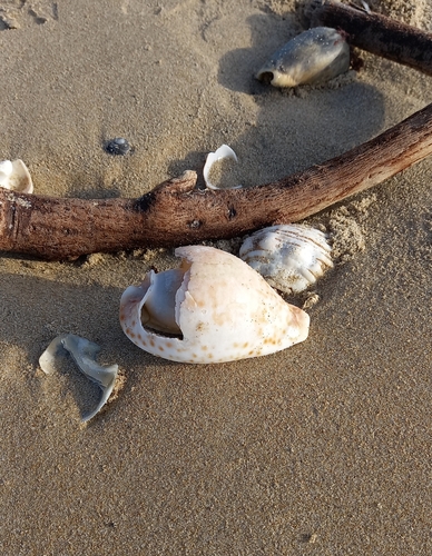 Cypraea hesitata observed 2023-08-24