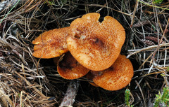 Tricholomopsis formosa