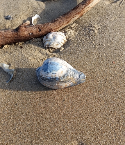 Cypraea hesitata observed 2023-08-24