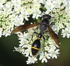 Discoelius