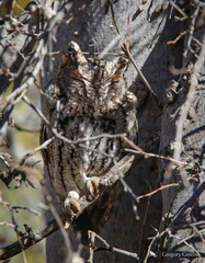 Megascops trichopsis