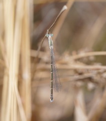 Rhadinosticta simplex