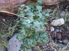 Prunus ilicifolia lyonii