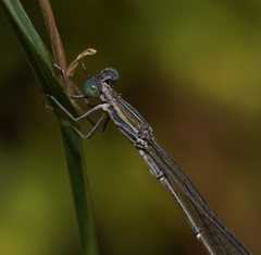 Rhadinosticta simplex