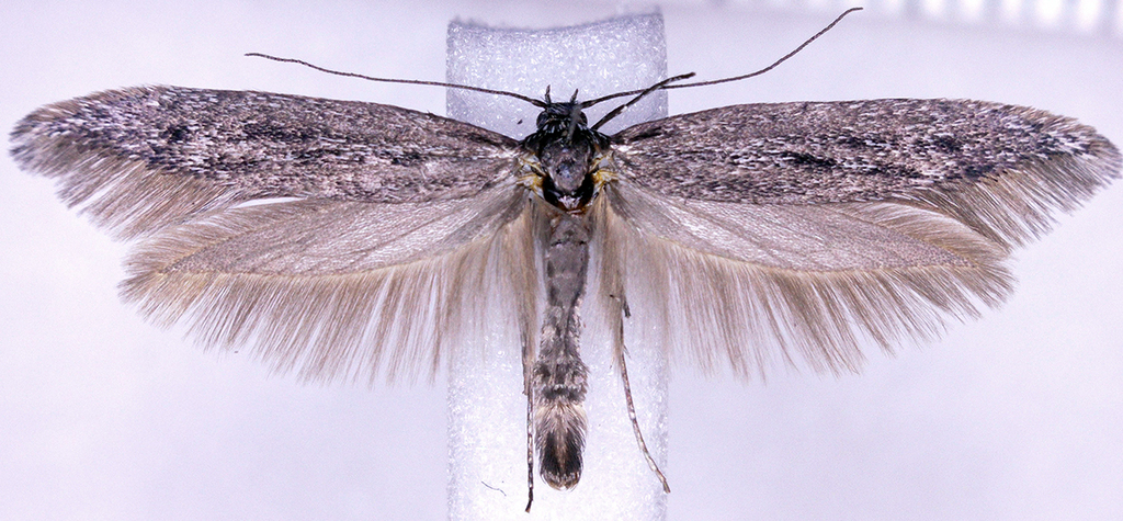 Scythris noricella