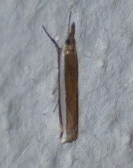 Crambus quinquareatus