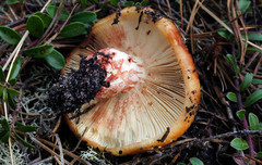Russula ventricosipes