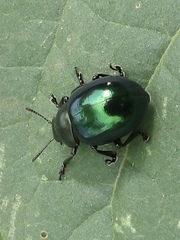 Leptinotarsa haldemani