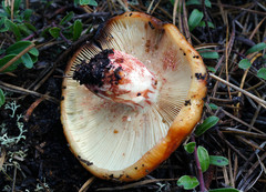 Russula ventricosipes
