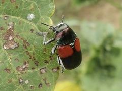 Megalostomis pyropyga