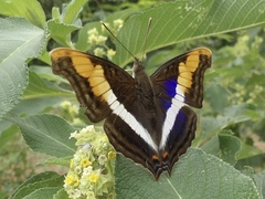 Doxocopa laure laure