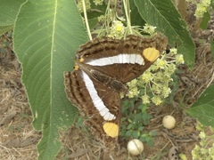 Doxocopa laure laure