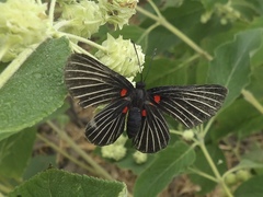 Melanis cephise