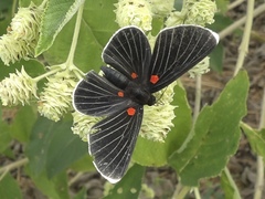 Melanis acroleuca acroleuca
