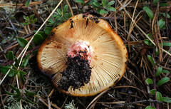 Russula ventricosipes